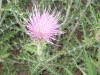 photo of FT Davis mountain thistle flower
