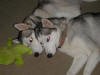 Photo of both of our Husky dogs