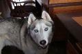 photo of our male Husky dog