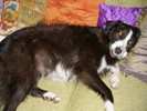 Photo of our border Collie Daimler