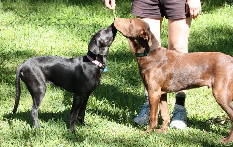 photo of Bentley and daisy dogs