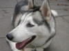 Photo of our Husky female