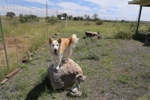 Photo of Layla dog on a rock