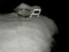 SNOW xmas 09 023.jpg (73607 bytes)
