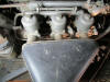 Jaguat triple carbs photo